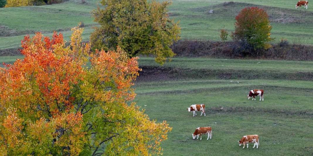Karadeniz'in yaylaları eşsiz görünümde! Şimdi keşfin tam zamanı: Bu hali ayrı cezbedecek 6
